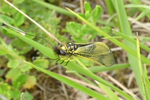 Libelloides longicornis